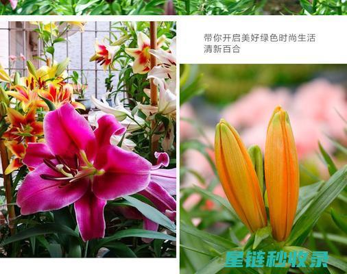 DIY花肥指南：用天然材料滋养你的花草 (家制花肥)