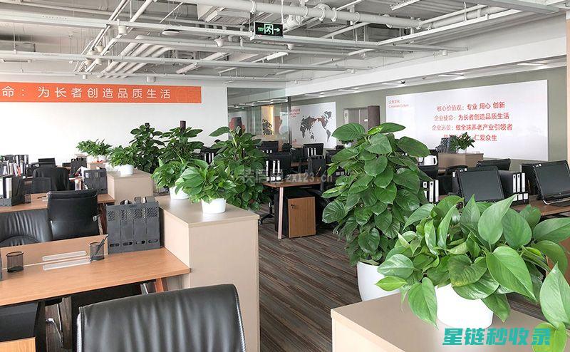 办公室植物布置指南：提升工作效率与舒适度的秘密武器 (办公室植物布置)