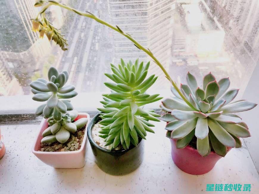多肉植物养护全攻略：从土壤到浇水的全方位指南 (多肉植物养护卡)