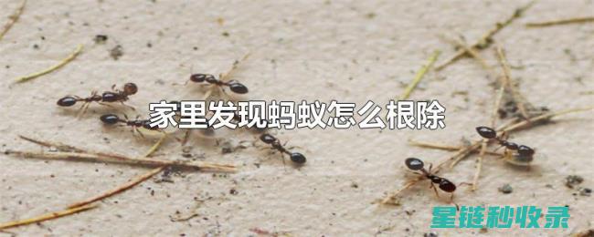 蚂蚁防治新方法：高效环保的综合解决方案 (蚂蚁防治新方法有哪些)