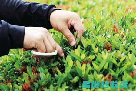 植物修剪技巧全解析：让绿植焕发新生的秘密武器 (植物修剪技巧的心得感悟怎么写)