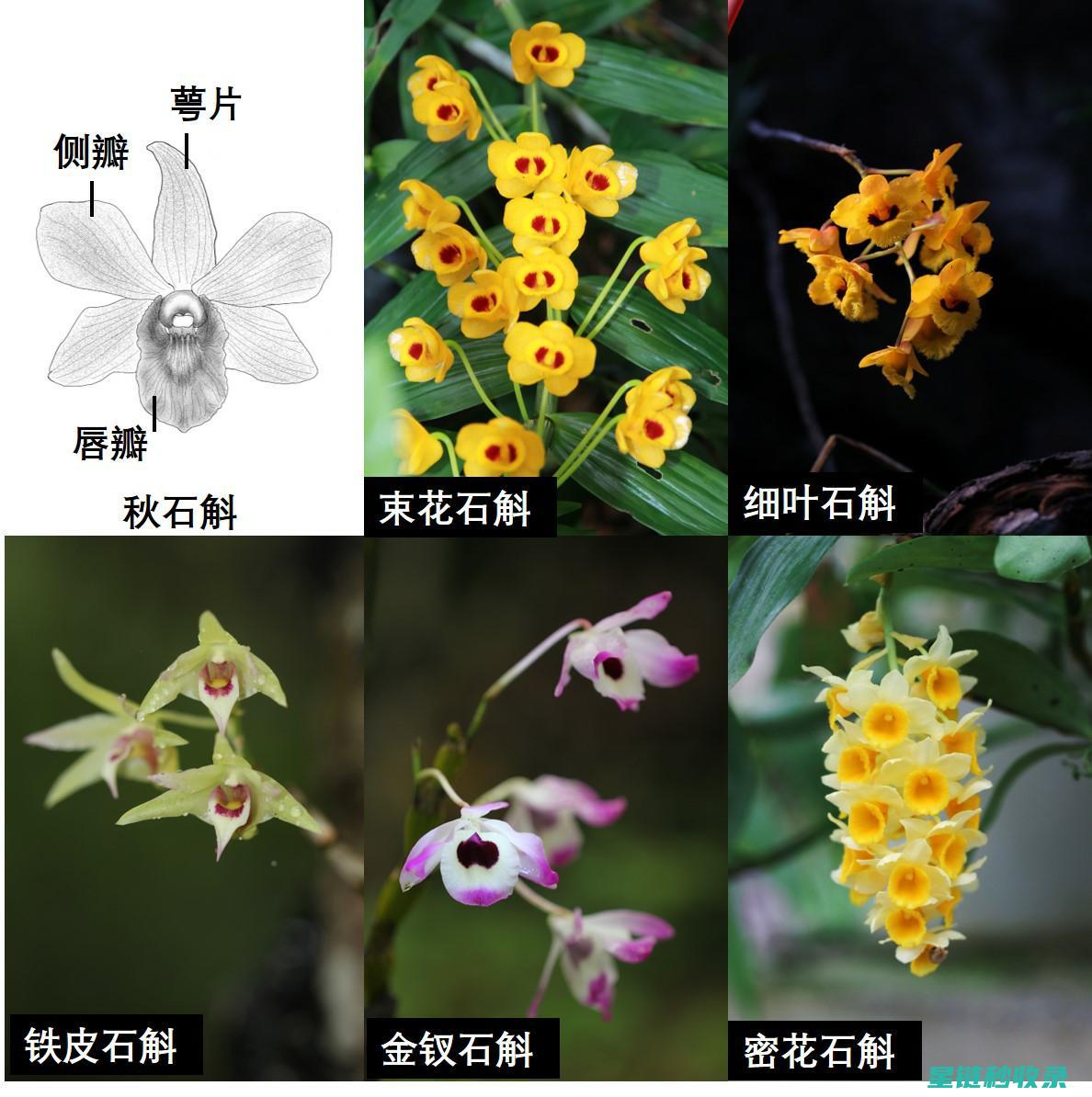 延长鲜花寿命的秘诀：让花束更持久的方法 (延长鲜花寿命的7种方法)