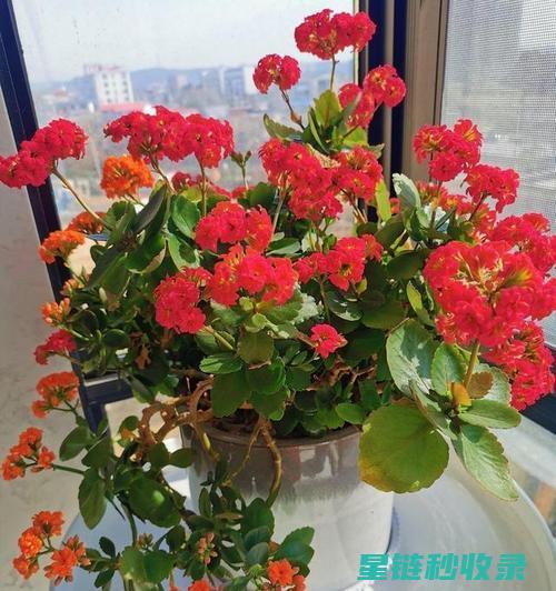 延长鲜花花期：不同花卉的个性化护理方案 (延长鲜花花期的方法)