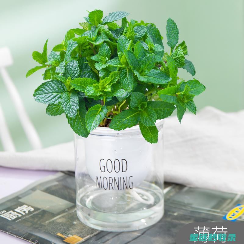 驱蚊植物的香气成分及其驱蚊机理解析 (驱蚊植物的香味是什么)